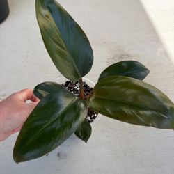 Philodendron (Congo Rojo)