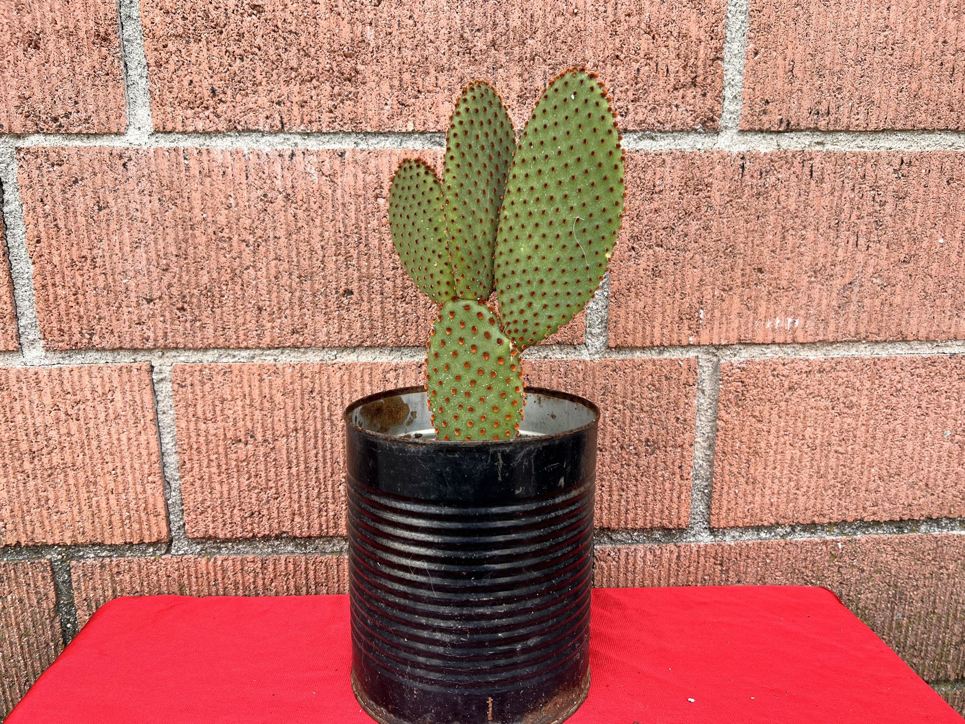 Opuntia cinnamon cactus Live cactus Plant 