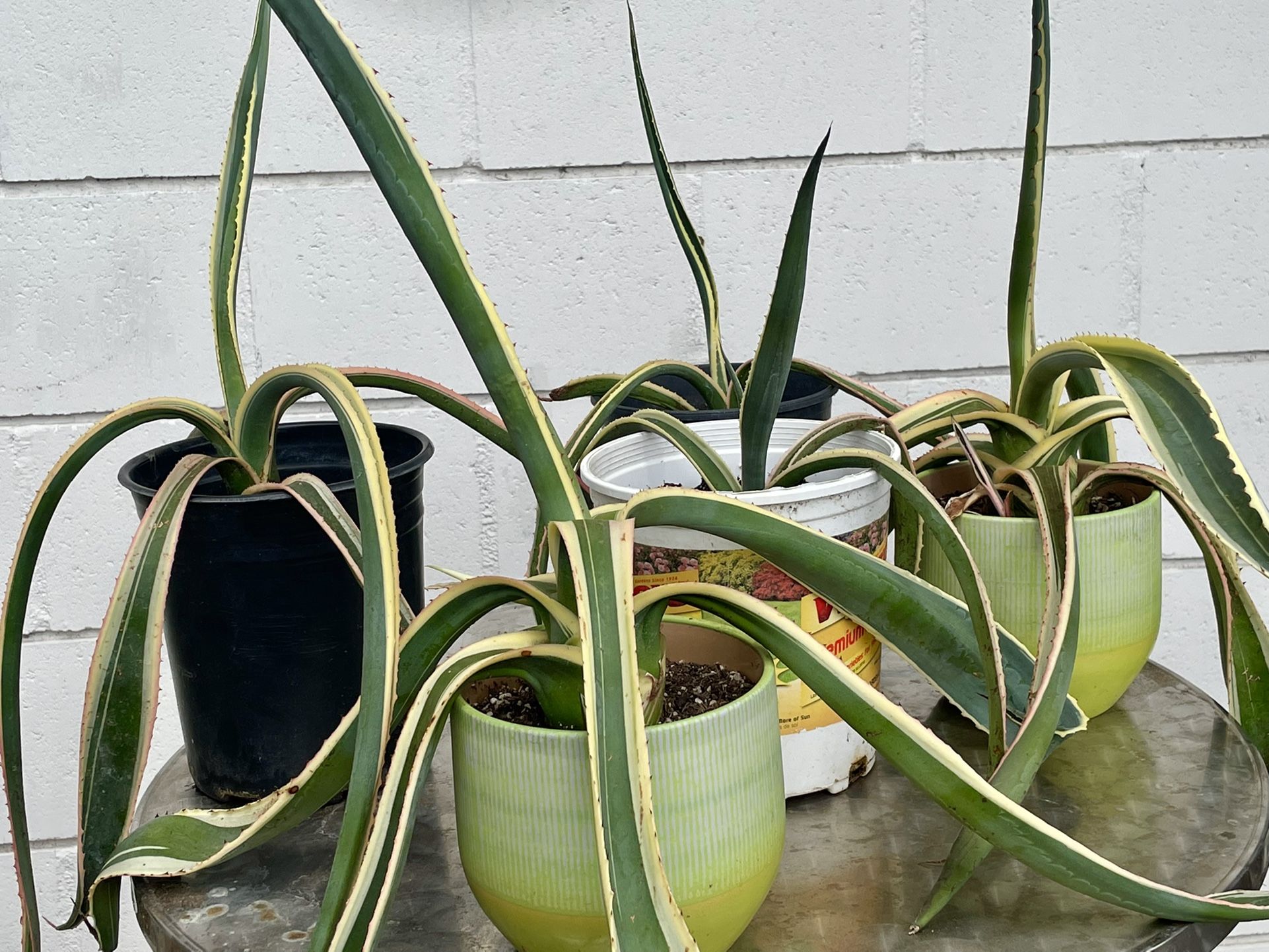 Plants Agave Americana