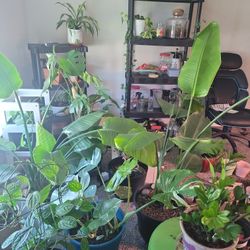 Toooons Of Plant Cuttings For Sale