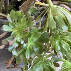 Beautiful Large Succulent Live Plant Aeonium in 5 Gallon Pot Drought Tolerant  Cash only  Pick up in North San Jose, By appointment only  Location: lo
