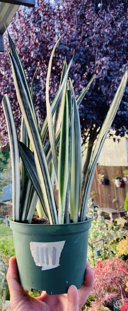 Live Bantel’s Sensation Snake 🐍 plant in a plastic nursery planter pot—firm price