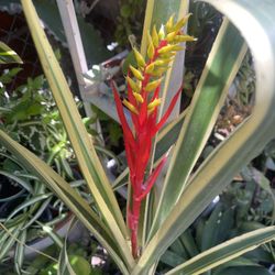 32” Tall Variegated Bromeliad in Bloom