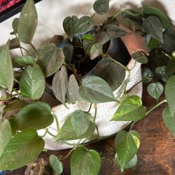 Two Vine Plants And Basket 