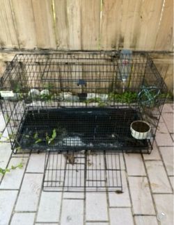 Cage $35