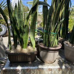 Gorgeous snake Plants 