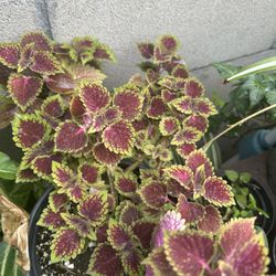 Planta Natural
