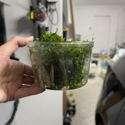 Subwassertang Susswassertang Aquatic Plant