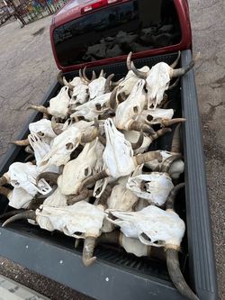 COW SKULL