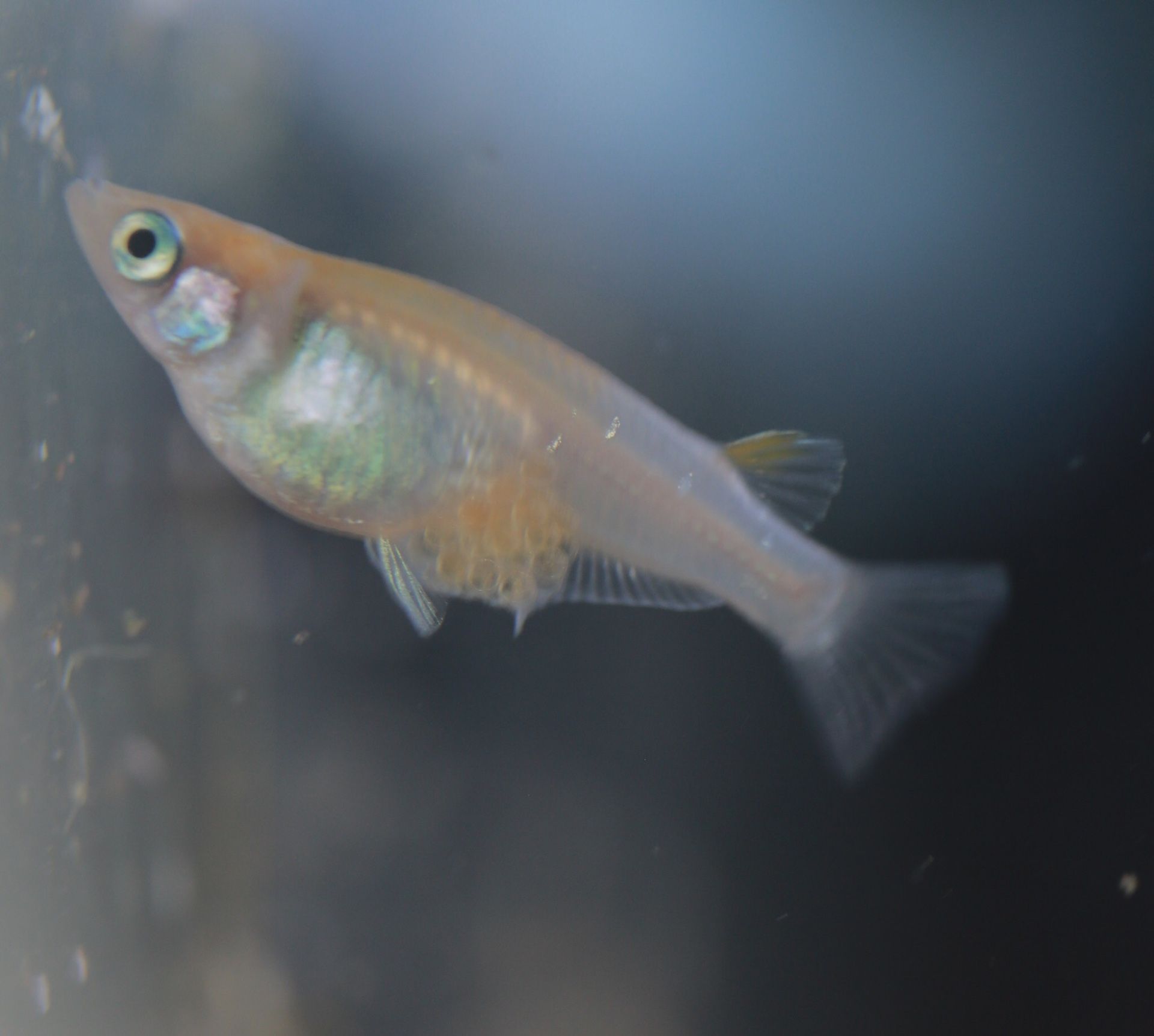 Red Cap Japanese Medaka Rice Fish
