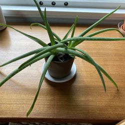 Aloe Plant 