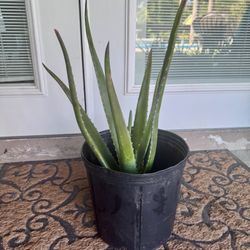 ORGANIC ALOE VERA