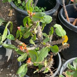 Platas De Corona De Cristo  En 10 Cada Una  Y 20 El Arbolito 