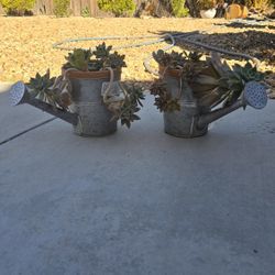 Succulents 2.5 Gallons 