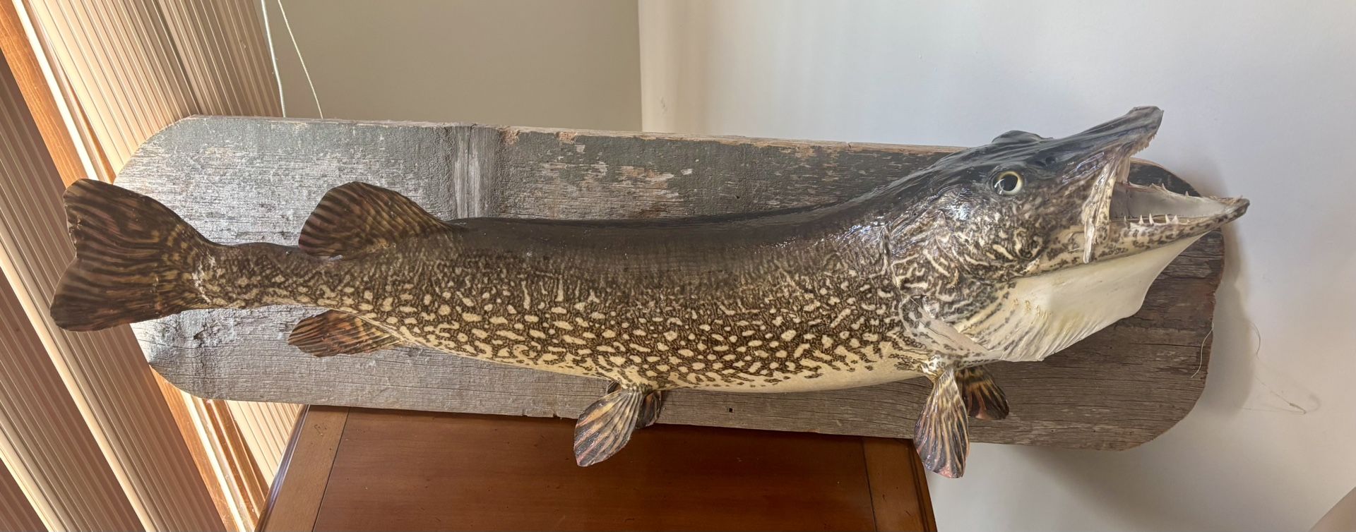 Taxidermied Northern Pike Mount