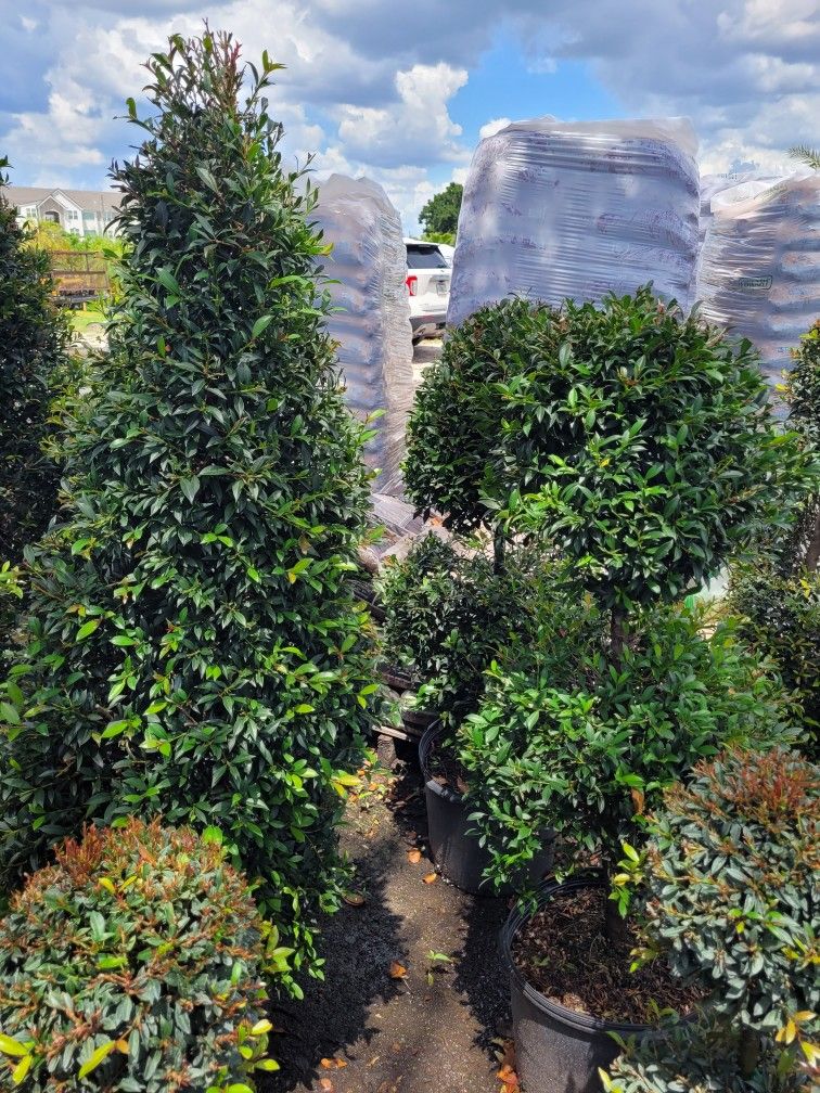 TOPIARIES 7GALLONS 