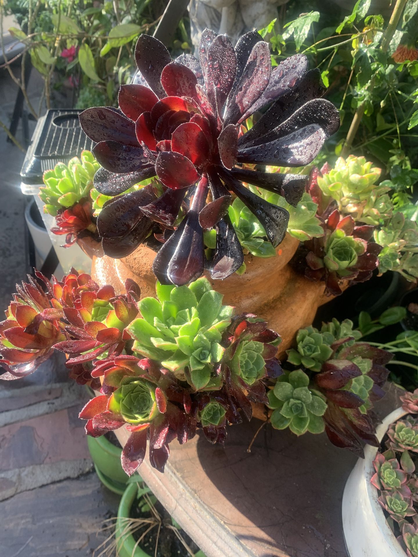 Beautiful Gift For Mom Real Plants In Clay Pot.