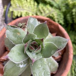 Plants/Succulents/Echeveria