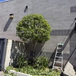 Tree T
