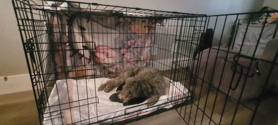 dog crate