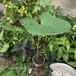 Elephant Ear Plant