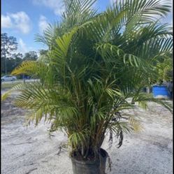 Areca Palm Privacy Palm
