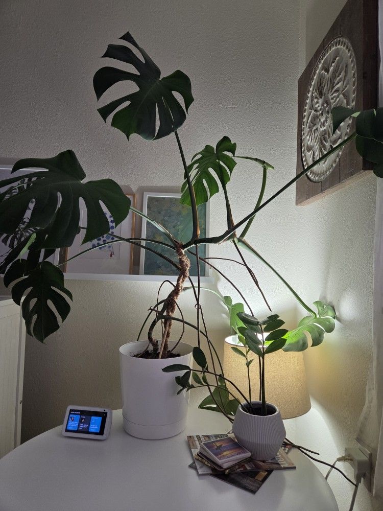 Monstera Plant 3'10" Tall