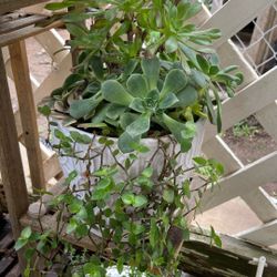 Succulent Arrangement 