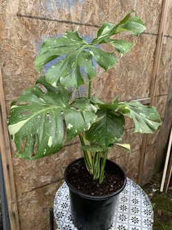 Monstera Thai Constelación