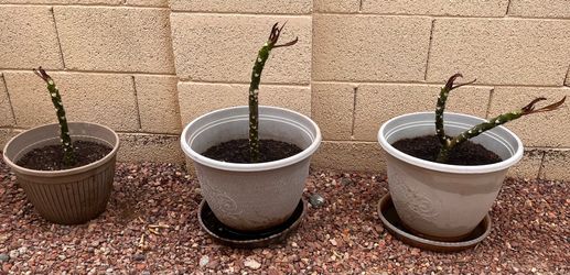 Raspberry Plumeria Potted Starter Trees-3 Available!
