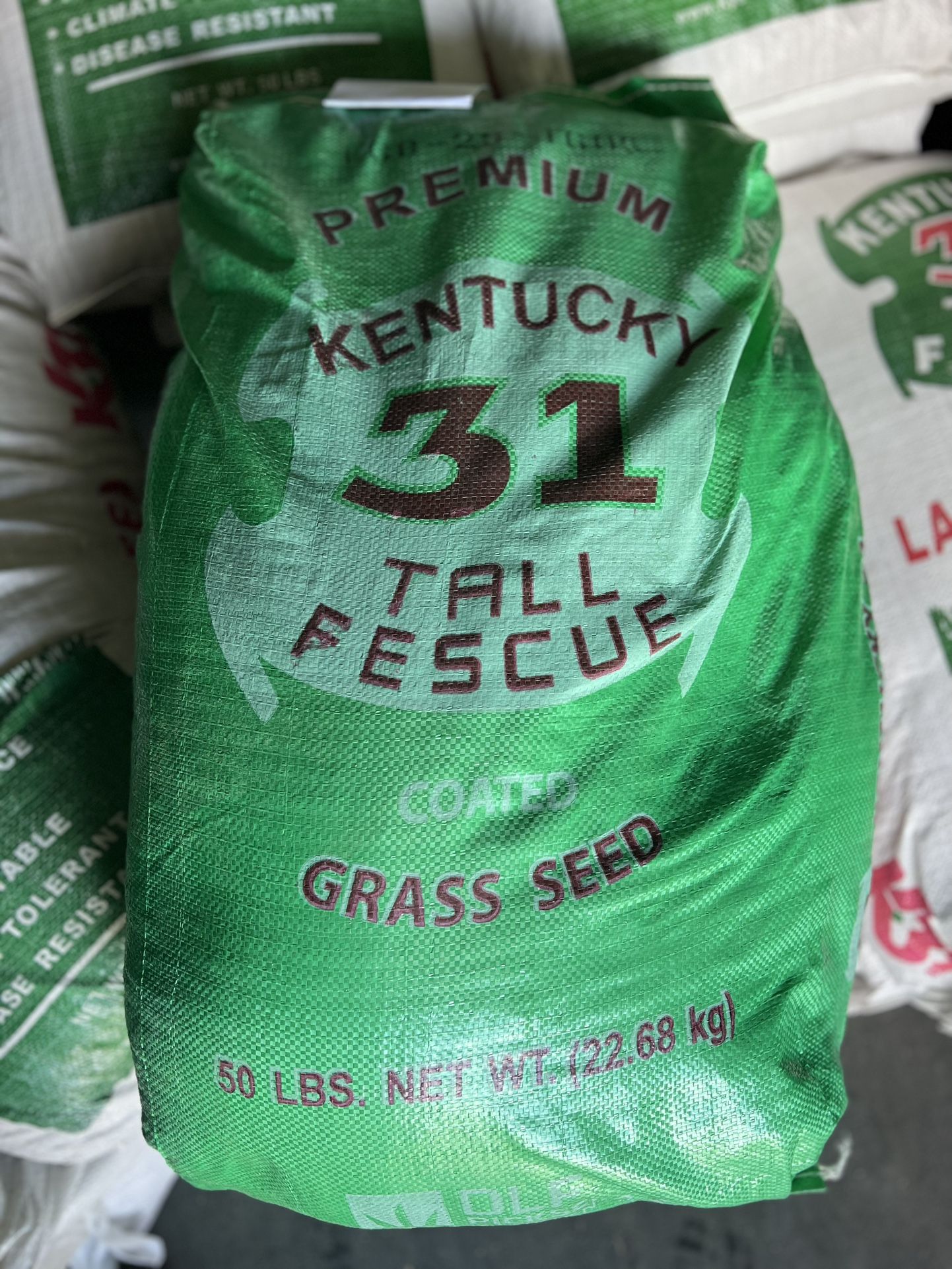 Kentucky 31 Tall Fescue Seed