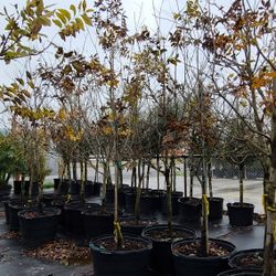 Pecan Tree Grafted 30 Gallon