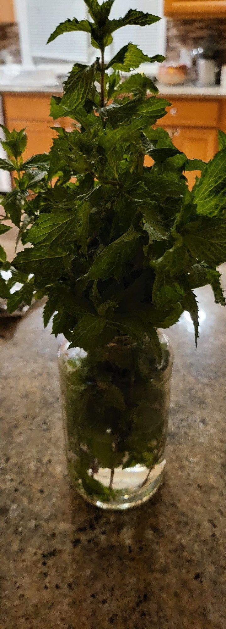 Fresh Organic Mint