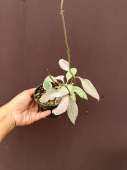 4” hoya new guinea ghost