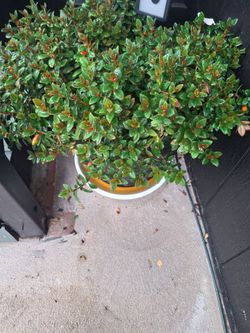 Plantas mui bonitas $30 cada una o $50 por lax dos
