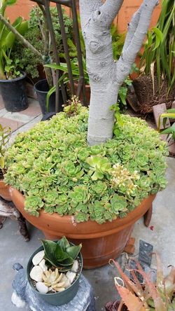 Flowering succulants