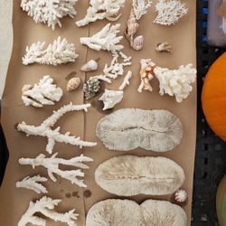 REAL SHELL And  CORAL COLLECTION!  