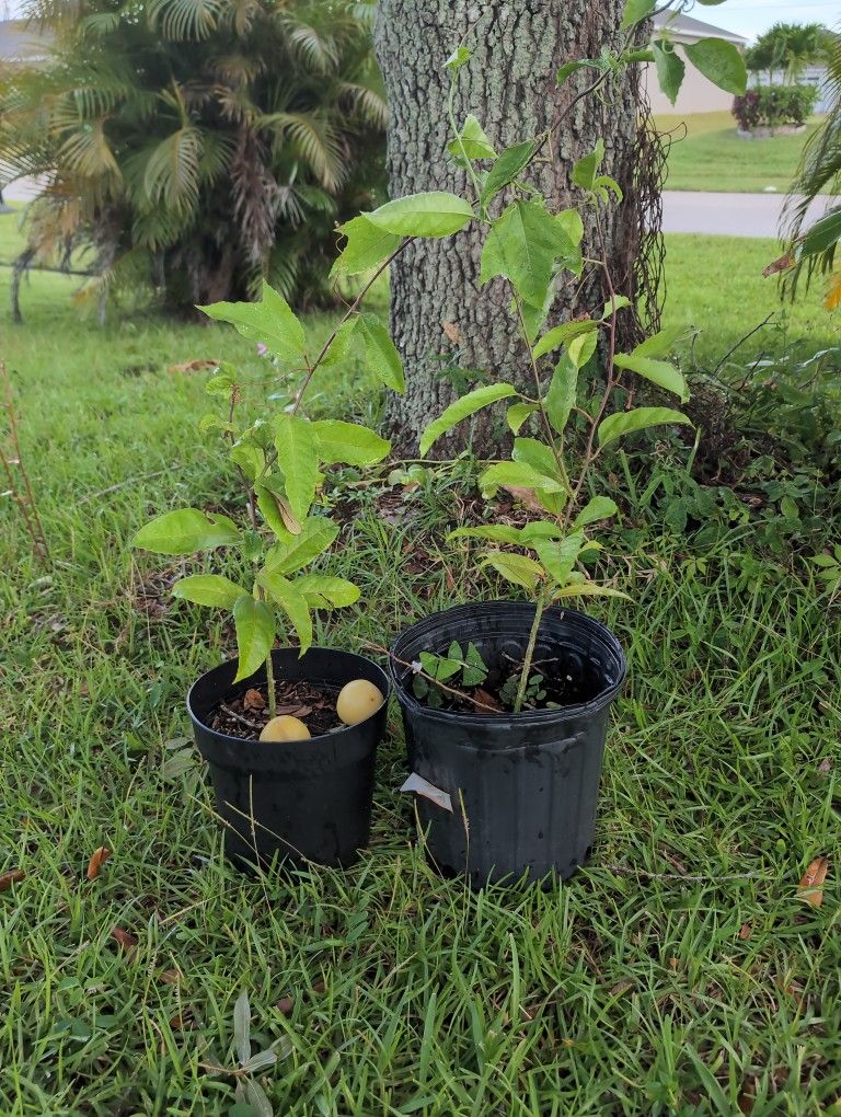 Passion Fruit