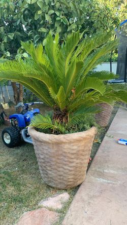 Patio Planters