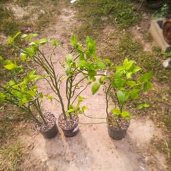 Euphorbia Tithymaloides Plant blooms orange or Pink flower 