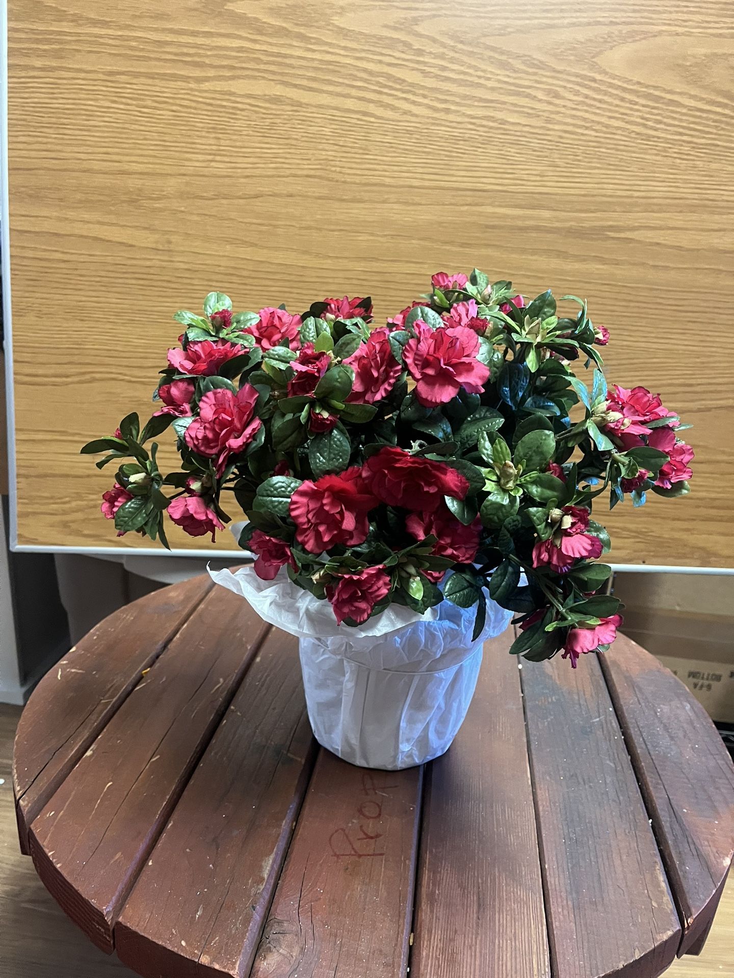 Azalea Plants (fake)