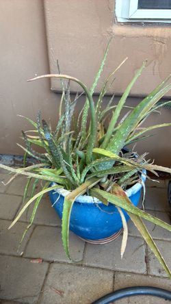 Aloe Vera in Blue Pot