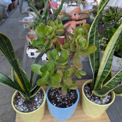 5" Ceramic Planters With Succulent And Snake Plants