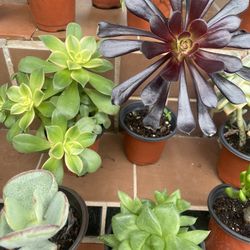Different types of succulents more than pictured
