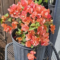 Orange Bougainvillea plant, live plants