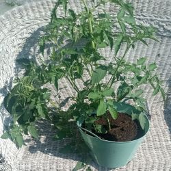 Exotic Cherry Tomato Plant Producing & Ready!!!