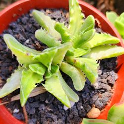 Variegated Tiger Jaw Pick Up Or Ship To You In Upland 