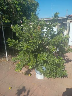 Guava Tree