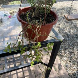 Hanging Plant