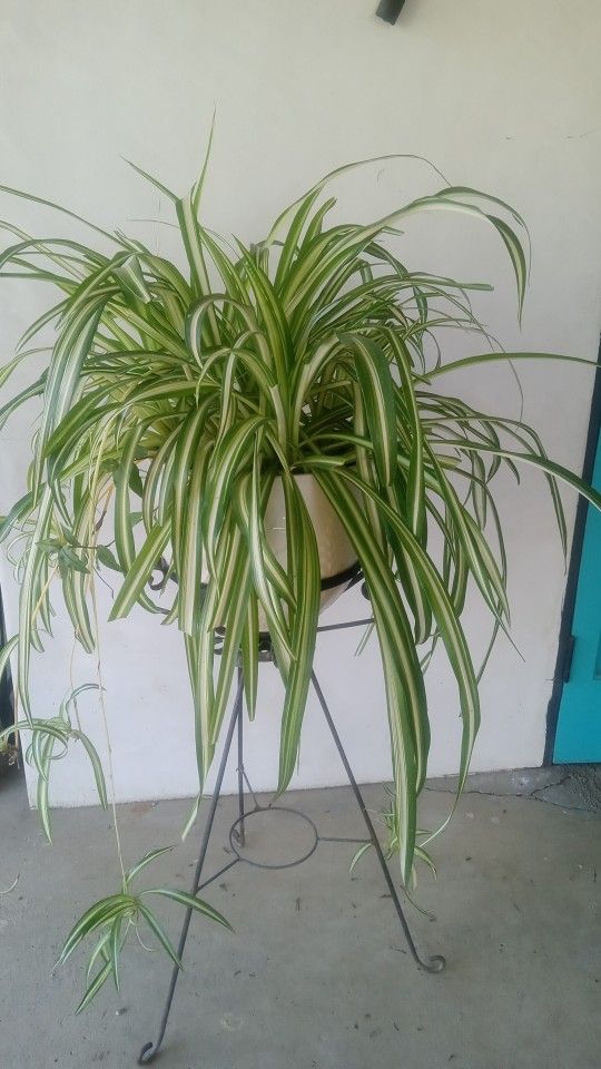 Large Spider Plant 🌿 In Ceramic Pot W /Metal Stand